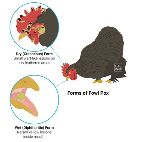 What You Need to Know About Fowl Pox in Chickens