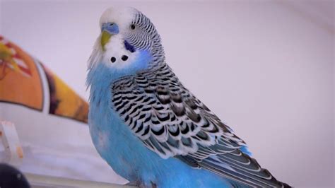 Blue Budgie | How do Budgies Become Blue?