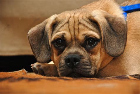 Picture of Puggles - Puggles | Puggle puppies, Puggle, Puggle puppies ...