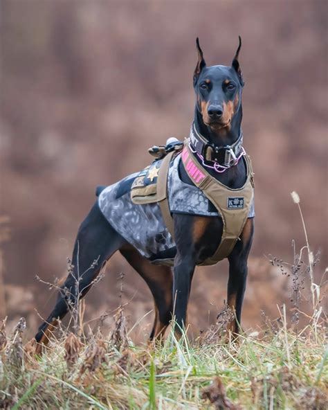 K9 Tabitha DOBERMANN PINSCHER 📸 by @osaki022 #k9tabitha # ...