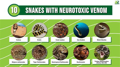 10 Snakes with Neurotoxic Venom - A-Z Animals