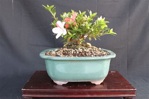 Azalea Bonsai | kuromatsubonsai.com