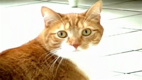 My Cat farts really loud .. funny - YouTube