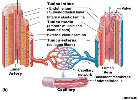 Pin on Arteries v. Veins