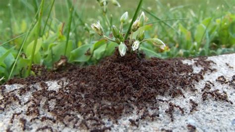 Winter Clean Up Starts Inside When Pavement Ants Awaken In Southern New ...