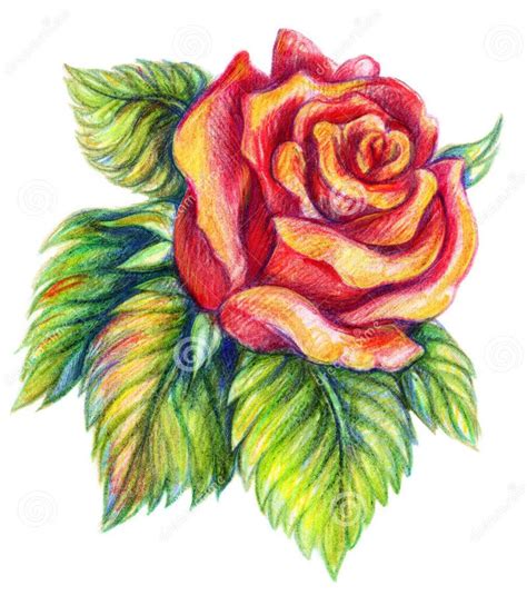 35 Beautiful Flower Drawings and Realistic Color Pencil Drawings ...