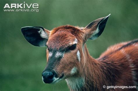 Sitatunga - Alchetron, The Free Social Encyclopedia