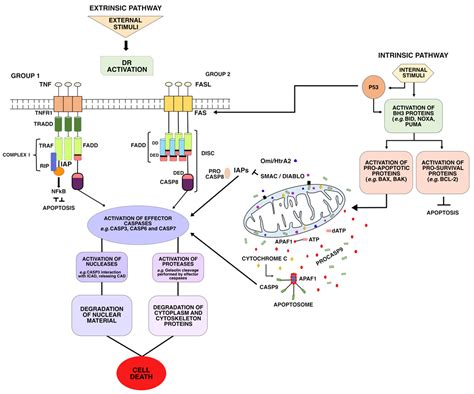 Apoptosis- Definition, Pathways, Assay, Examples (vs, 59% OFF