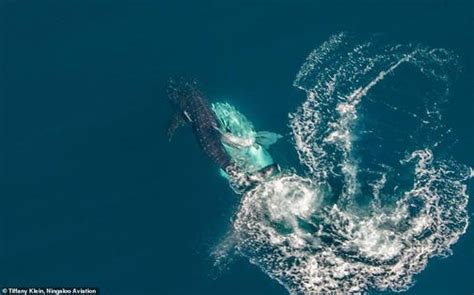 For The First Time Ever, Scientists See Whale Sharks Mating