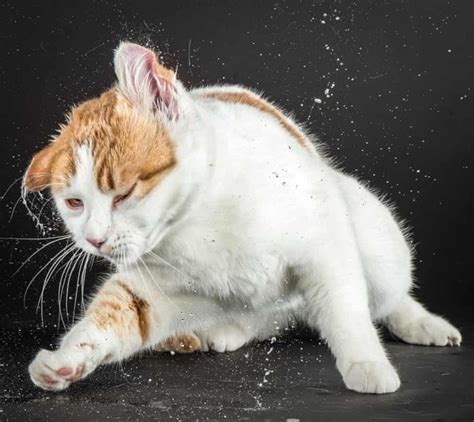 Cats in slow-motion – in pictures | Cats, Cat photo, Cat portraits