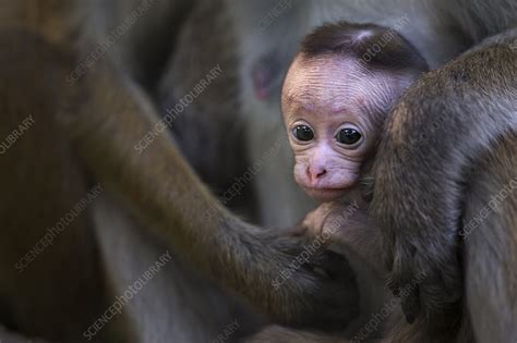 Toque macaque baby, Polonnaruwa, Sri Lanka - Stock Image - C046/4091 ...