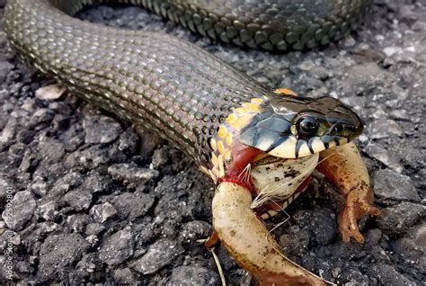 Snake eating frog Stock Photo | Adobe Stock