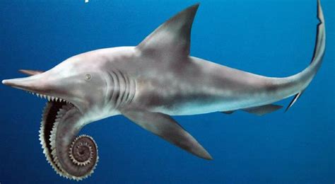 10 Weirdest Sharks in the World - And Top 5 Weirdest Extinct Sharks ...