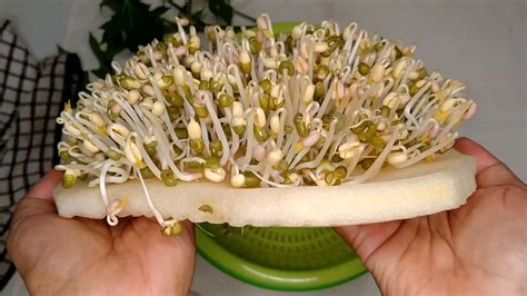 How to make green bean sprouts (Tauge) - TaleTravels.com - Travel ...