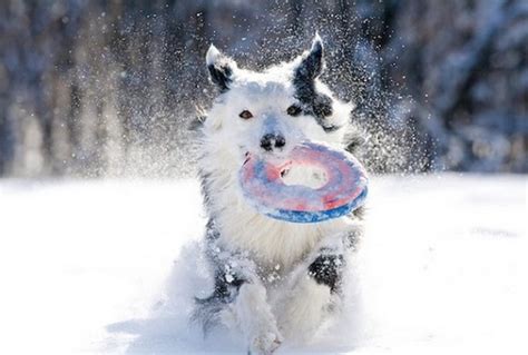 Ten Pictures of Dogs Playing in the Snow Having Loads of Fun