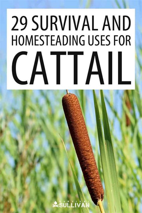 29 Survival and Homesteading Uses for Cattail - Survival Sullivan