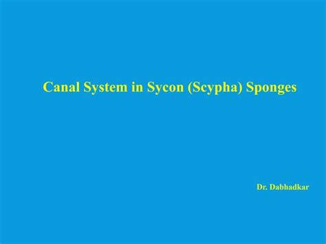 Canal system in sycon | PPT