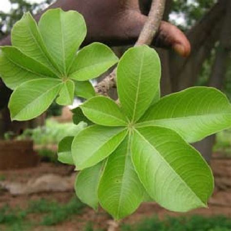 Left: baobab leaves drying in the sun (Source: Camille De Moor, Mali ...