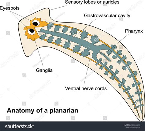 Planaria