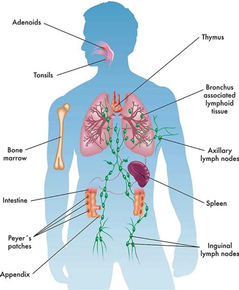 How To Boost Your Immune System: The Ultimate Guide