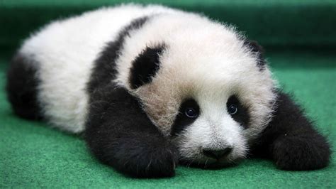 Sleepy panda cub makes first public appearance - CBBC Newsround