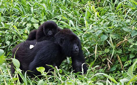 Animals of the Congo Basin in Africa - WorldAtlas.com