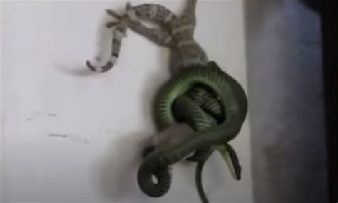 “The Accidental Showdown: A Snake’”s Misstep Leads to a Terrifying ...