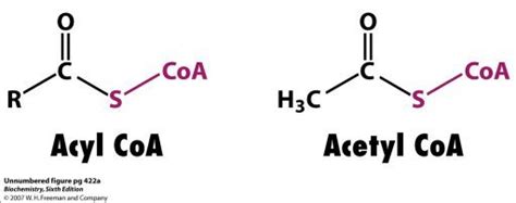 Acyl Coa Structure