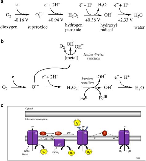 ROS species, their generation, and the sources of superoxide formation ...