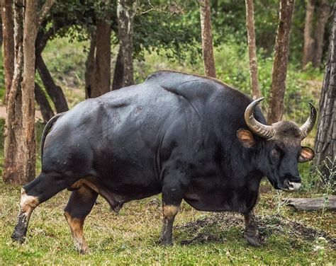 Raw Power! An Indian Gaur in the forests of Karnataka, India Photo by ...