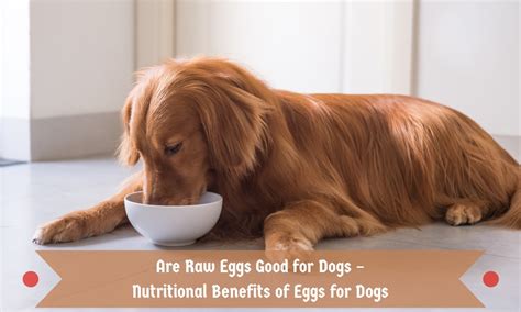 Are Raw Eggs Good for Dogs - Nutritional Benefits of Eggs for Dogs