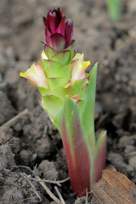 Ginger Flowers - Stock Image - F031/6345 - Science Photo Library