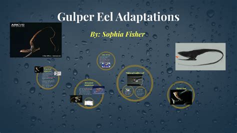 Gulper Eel Adaptations by Sophia Fisher on Prezi