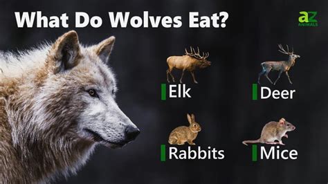 What Do Wolves Eat? - IMP WORLD