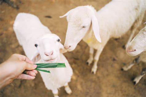 1,000+ Best Katahdin Sheep Photos · 100% Free Download · Pexels Stock ...