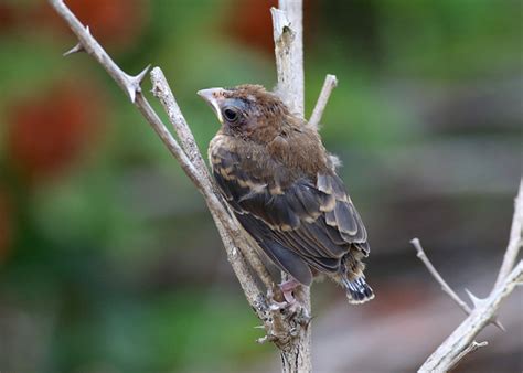 October 2017 | Field Notes: Blue Grosbeak Nesting Successfully in ...