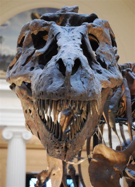 The largest T-rex skull ever found is full of holes and no one knows ...