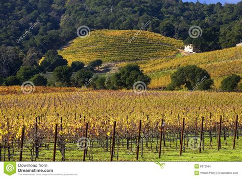 Yellow Vines Hills Vineyards Fall Napa Stock Photo - Image of farm ...