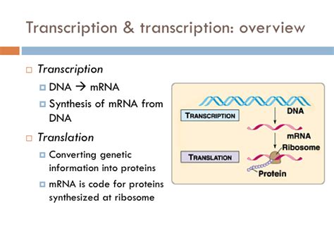 Chapter: Transcription & Translation — The Biology Primer