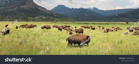 5,846 Yellowstone Park Bison Herd Images, Stock Photos & Vectors ...