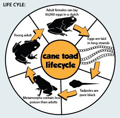 About Cane Toads - cane toads - Bufo marinus