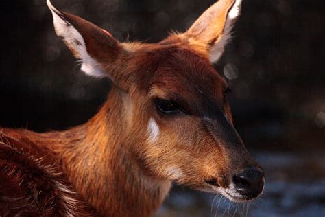 Sitatunga Facts - CRITTERFACTS