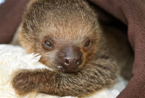 New Baby Sloth at Brevard Zoo Rejected by Mother