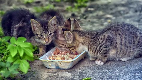 The Ultimate Guide to Feeding Feral Cats - THE CAT SPACE