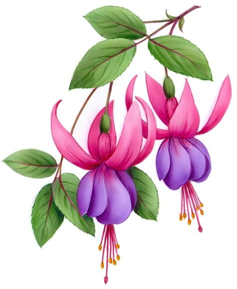 Fuchsia Flower Drawing