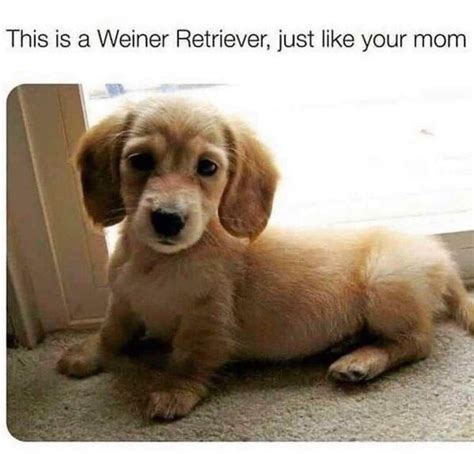 The best Wieners memes :) Memedroid