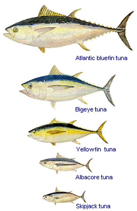 Sustainable shopping: how to buy tuna without biting a chunk out of the ...