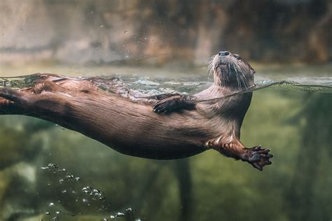 #Colorado river otters enjoying modest success – Coyote Gulch