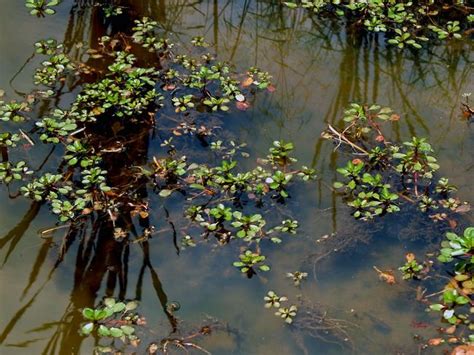 "Turtle Pond Reflections and Floating Plants" by Ginette Callaway ...