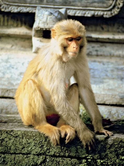 Rhesus monkey | Behavior, Social Structure, Diet | Britannica